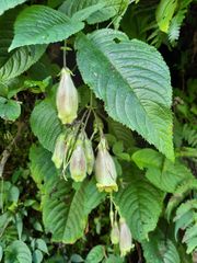 Loxostigma griffithii