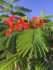 Delonix regia