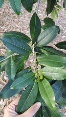 Sideroxylon foetidissimum