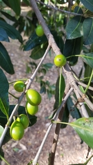 Sideroxylon foetidissimum