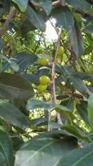 Sideroxylon foetidissimum