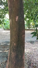 Sideroxylon foetidissimum