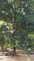 Sideroxylon foetidissimum