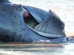 Eubalaena glacialis