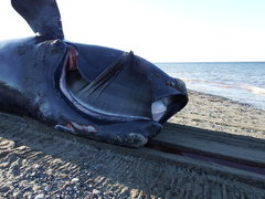Eubalaena glacialis
