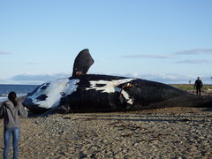 Eubalaena glacialis