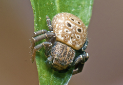 Cymbacha ocellata