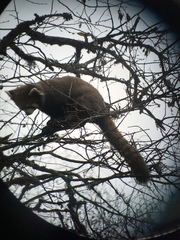 Ailurus fulgens styani