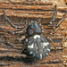 Decorative Crab Spider - Photo (c) tjeales, some rights reserved (CC BY-SA), uploaded by tjeales