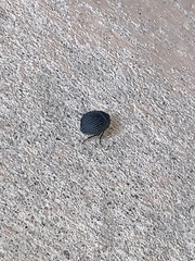 Eusattus reticulatus