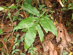Tectaria harlandii