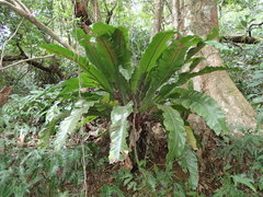 Thamnopteris