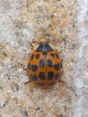 Harmonia axyridis
