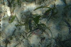 Canthigaster bennetti