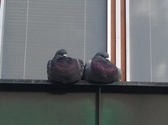 Columba livia domestica