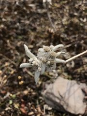 Leontopodium