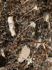 Leontopodium