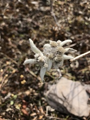 Leontopodium