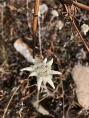 Leontopodium