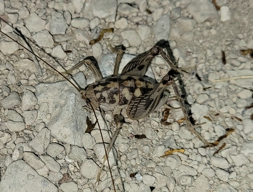 Ceuthophilus variegatus