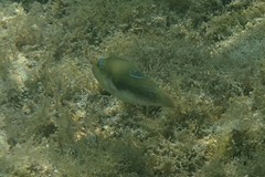 Canthigaster bennetti