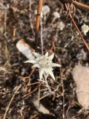 Leontopodium