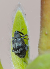 Tachyerges decoratus