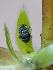 Tachyerges decoratus