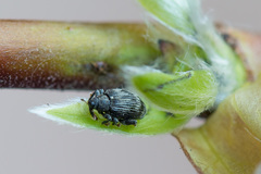 Tachyerges decoratus