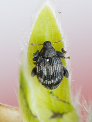 Tachyerges decoratus