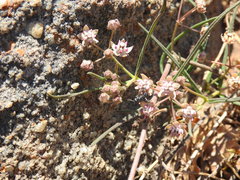 Asclepias cucullata