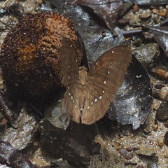 Bassarona dunya