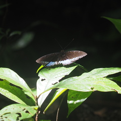 Lexias