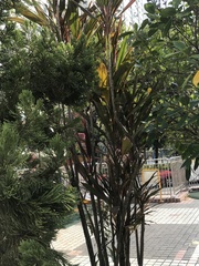 Tracheophyta