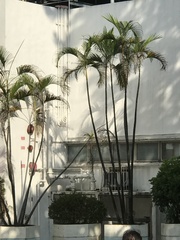 Arecaceae
