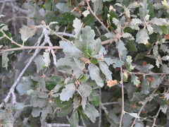 Quercus × macdonaldii