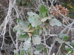 Quercus × macdonaldii