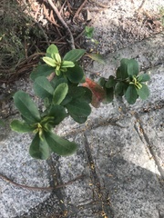 Magnoliopsida