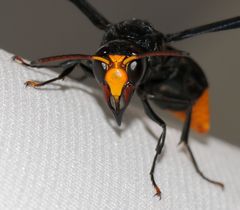 Synagris analis
