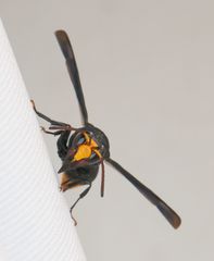Synagris analis