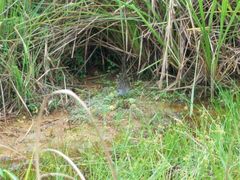 Mustelirallus albicollis