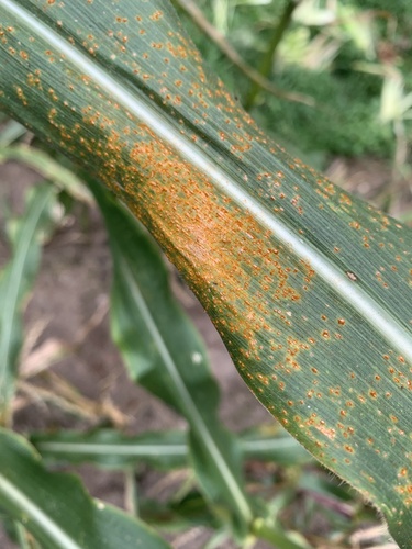 Ferrugem-comum (Puccinia sorghi)