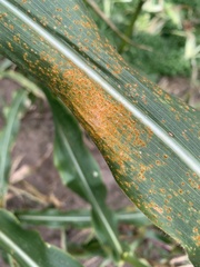 Ferrugem-comum (Puccinia sorghi)