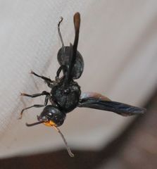 Synagris analis