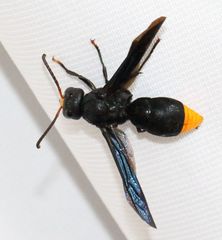 Synagris analis