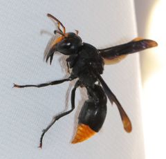 Synagris analis