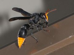 Synagris analis