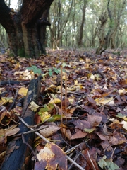 Macrotyphula fistulosa