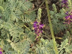 Dalea lanata