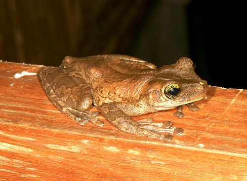 Manaus Slender-legged Treefrog